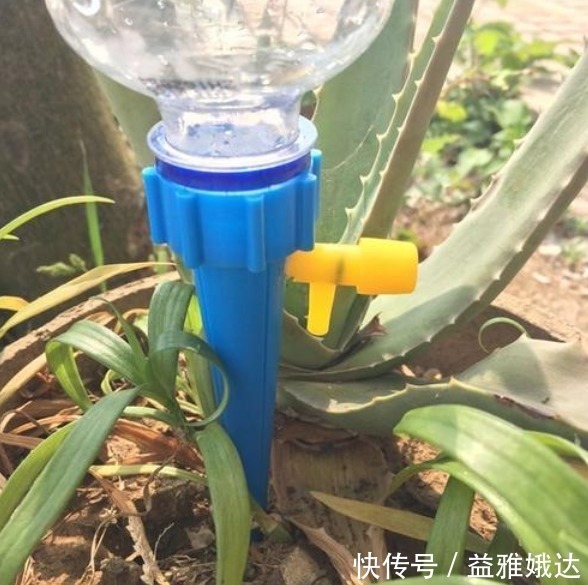 养花不活，其实是“1个步骤”没做好，若会正确方法，养啥都爆盆