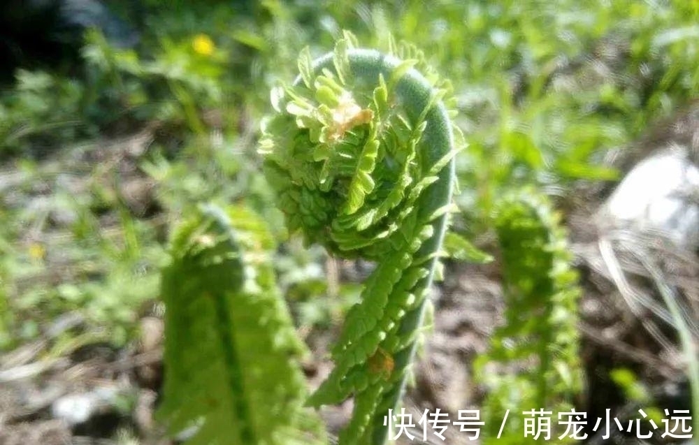 这野菜有黄瓜清香味，每年仅半个月采摘期，春天一过就成草