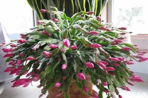 叽里咕噜|蟹爪兰不开花,一招就解决,开花叽里咕噜爆满盆