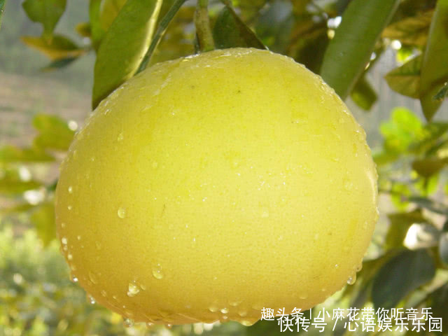 柚子|准妈妈在孕期吃水果有禁忌,3种水果慎吃,别因无知害了孩子