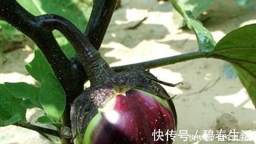 茄子|常听老人们说：“立秋后的茄子不要吃”开始不懂，看完以后明白了