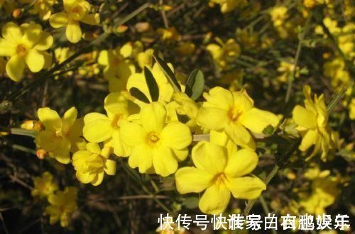 家养2种“树”,过几年就能增值,平日养护也简单!