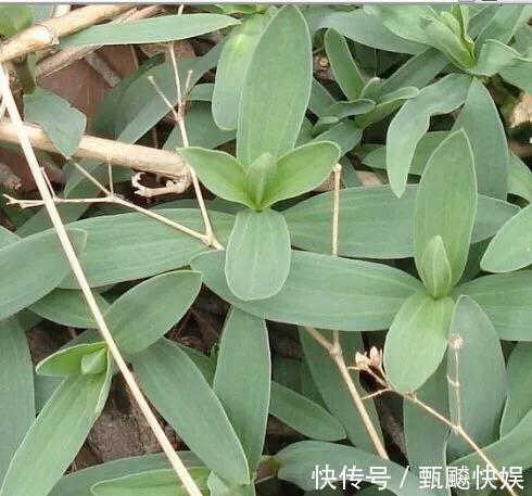 时节|山苜楂菜,鲜嫩又有营养,别错过了这时节吃,不然你得再等一年