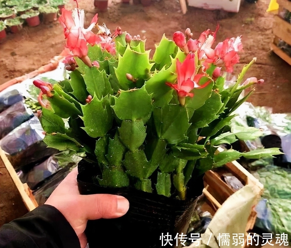 营养土|12月“扦插”3种花,明年春天就长花苞,超值