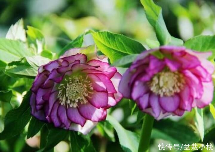 花卉|名字不好听，花朵很鲜艳，知道的花友不多，你认识吗？