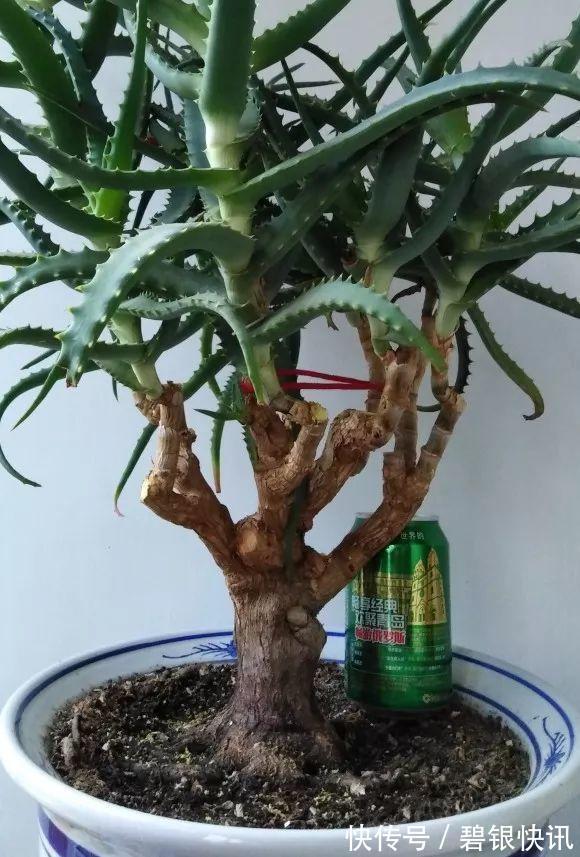 养花|家里养这5种花,怎么折腾也不死,养一盆爆一盆,懒人也合适