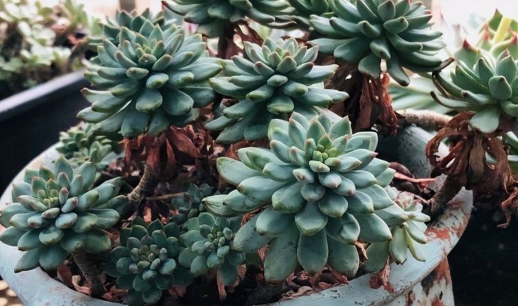 多肉长气生根其实是在释放“信号”,你读懂了吗?