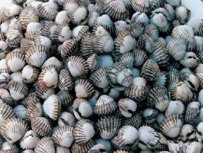 海鲜|渔民整理的海鲜大全,以后再也不怕不认识海鲜了