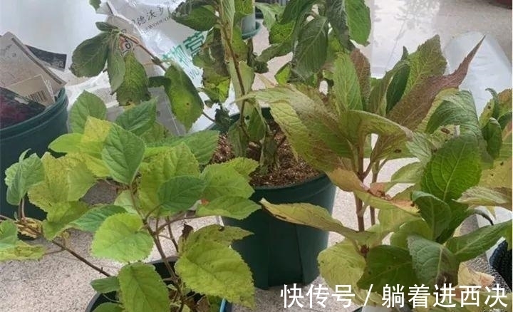 顶芽|冬天养绣球，不能太娇贵，冻一冻旱一旱，花芽挤满盆，开成大花园