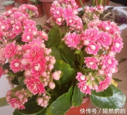 阳台养上6种花,再不担心没花赏,开花一茬接一茬,花朵鲜艳!