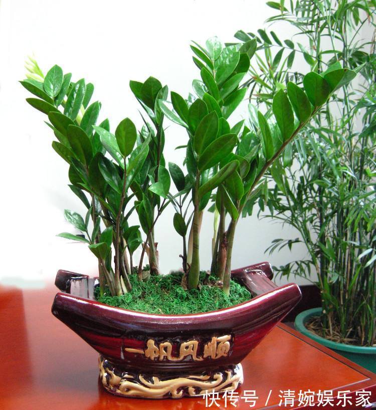 3种“招财”的花卉，年底说啥也得养几盆，客厅卧室都能养