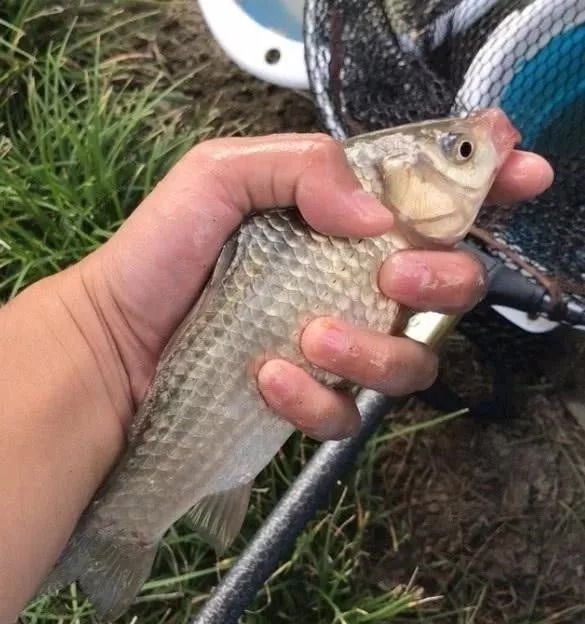 冬天太冷,大板鲫可遇不可求?按这套路来钓,不管在哪都能狂拉