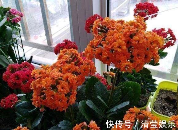 长寿|长寿花换土,切记避开“生死季”,换个时间段,沾土就生根