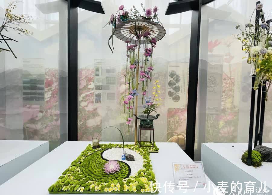 菊花|南京江宁400亩“菊花海”绽放 1661种菊花集体亮相