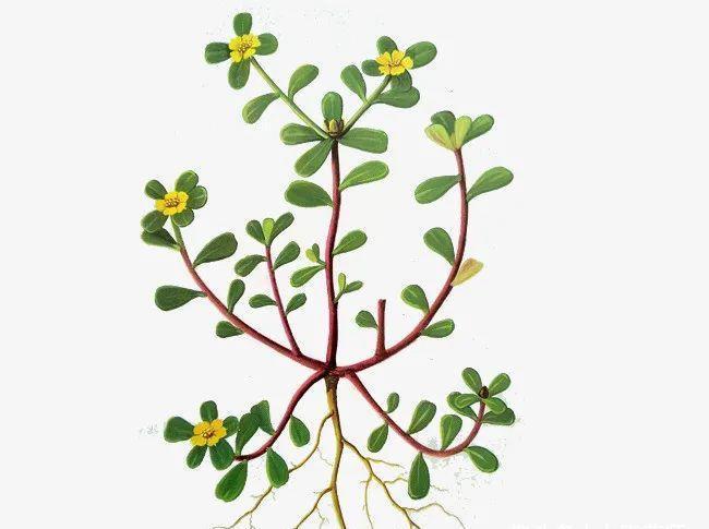 功效|一味马齿苋，治病大功效！马齿苋的5大顶级妙用方，连中医都夸赞