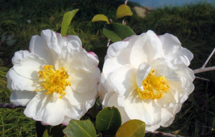 花期|现在养茶花，要学会拒绝，才能更好地生长，入秋就满头花苞