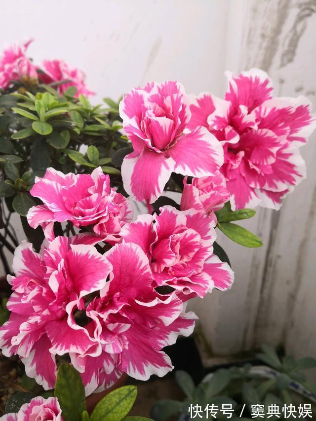 室外养杜鹃花,注意5个“细节”,枝繁叶茂,开花满枝,长成老桩