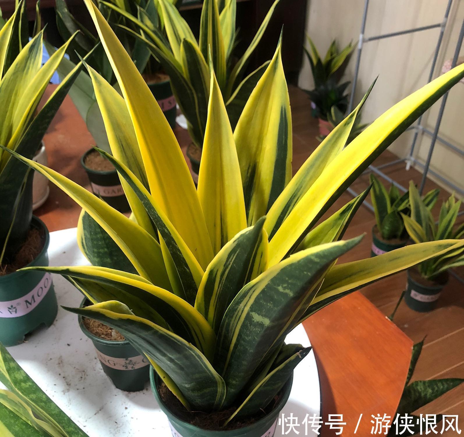 发财树|天气冷气温低,这些花要干养,少浇水才不易受冻和烂根