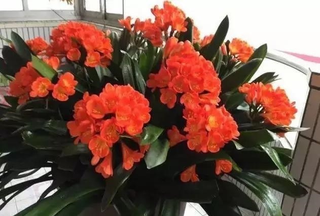 君子兰能长出“红果子”,肯定是“赚了”,播种养出20盆