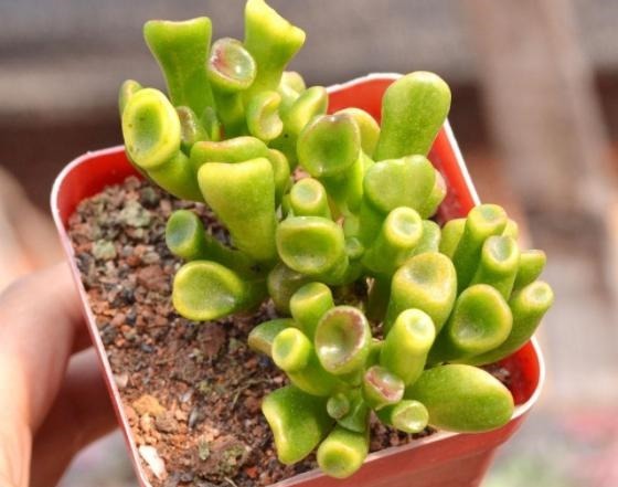 多肉吸财树天热怎么养掌握3方面，翠绿的叶子''红''了