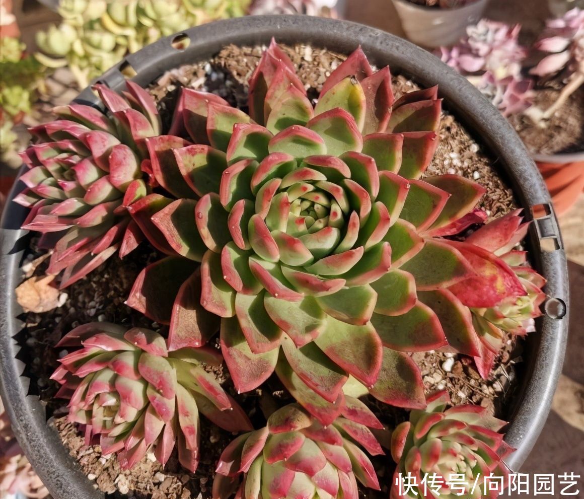 室内养多肉，不建议大家养“群生”，容易出问题，很快变光杆