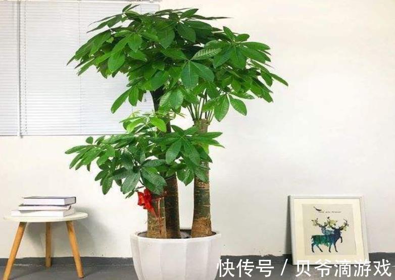 发财树|客厅摆上6种花，大气美观寓意好，亲戚都夸有品味，你喜欢哪种？