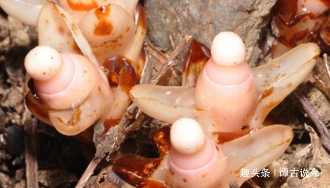 植物界|农村树根上野草,形似“元宝”,很珍贵,见到请当回事