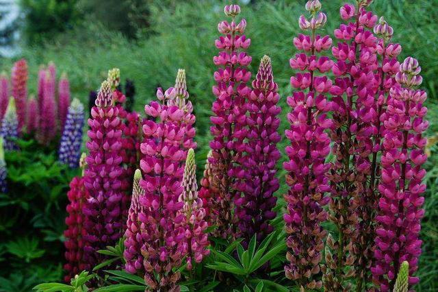 此花耐寒,零下5度冻不死,花朵一串串像“冰棍”,一开2个月