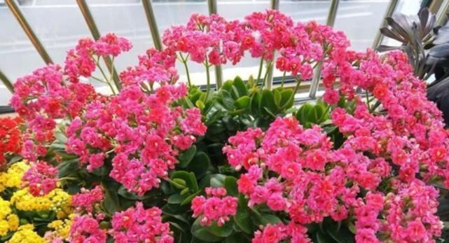 烟灰、花生壳别扔?防烂根、驱虫子,放盆里做花肥最棒了