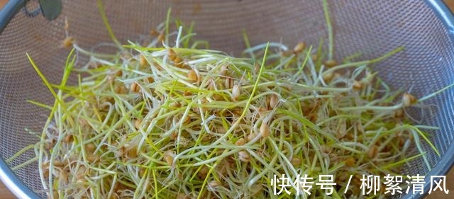 纯正手工麦芽糖做法,从发麦芽开始详细讲解,口感香甜醇厚又好吃!