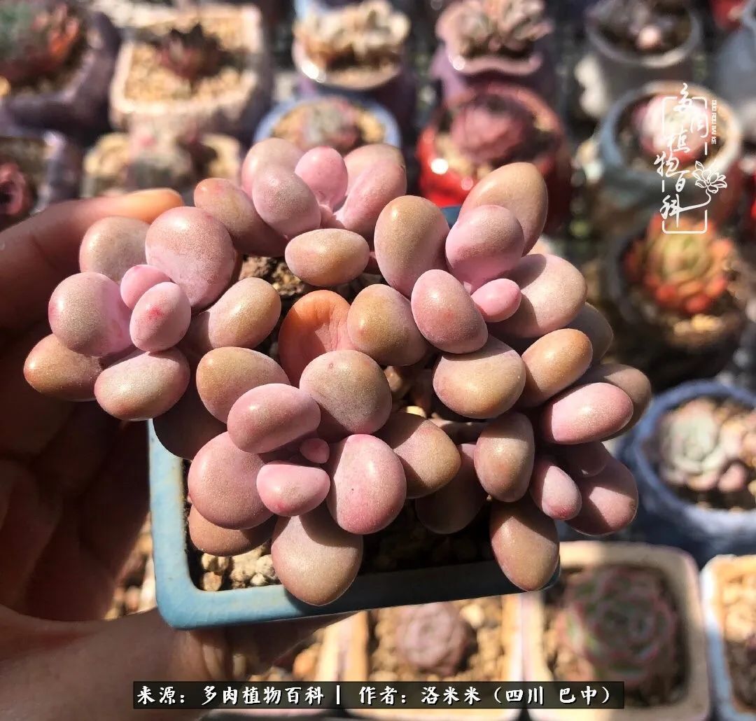 时间是多肉最好的滤镜!附个人养护经验!