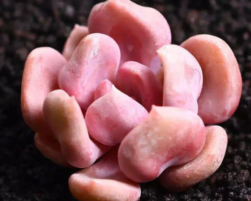 多肉丘比特怎么养教你3个小妙招，养出红润艳丽的丘比特