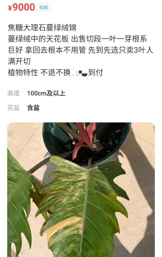 1片叶子10000元！这种植物突然火了