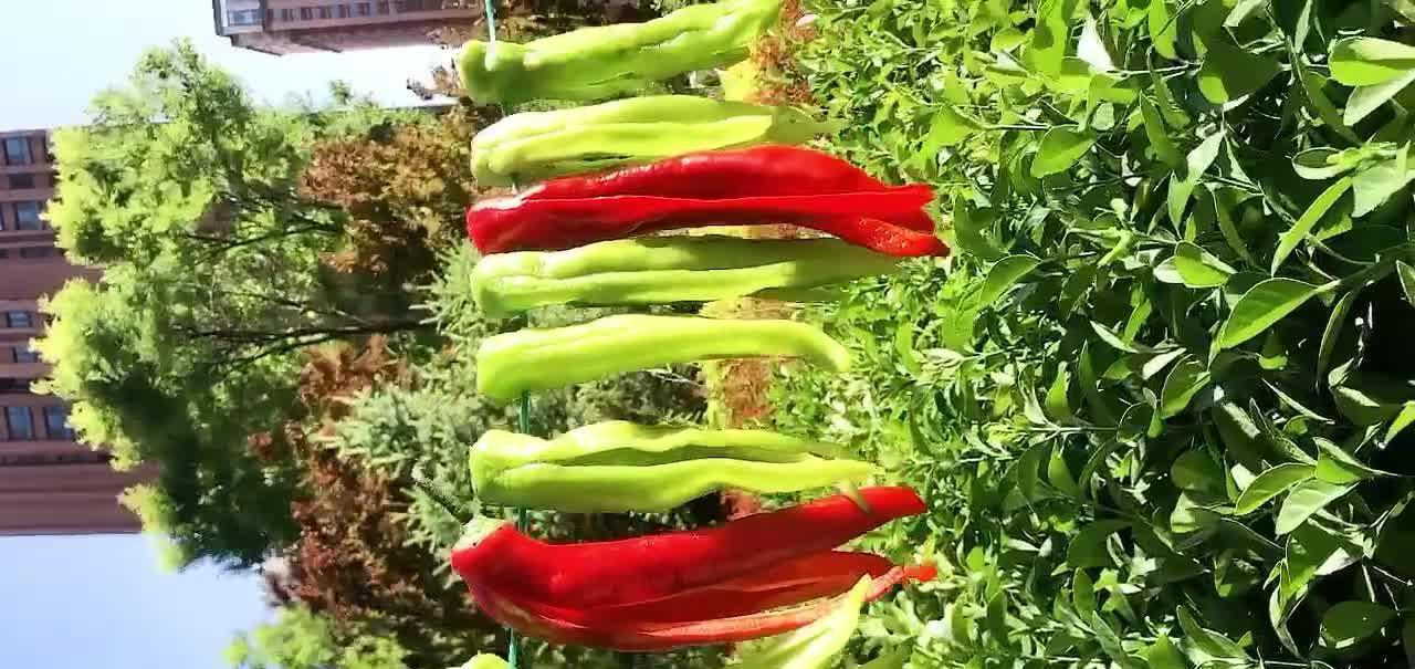 住在城里也能做辣椒泡菜,酸辣不苦咸鲜爽脆,非常适合天气热时吃