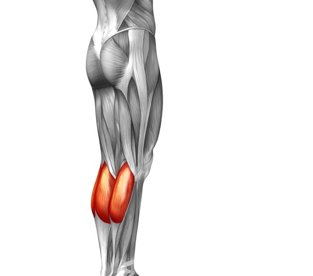 比目鱼肌|认识你的肌肉 6个卓越的人类肌肉