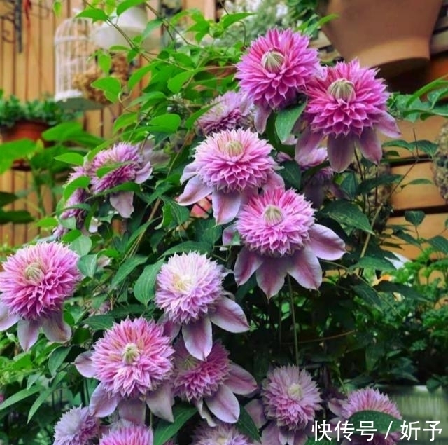 菊花|6种国人不当回事的花,在国外如此受青睐,你家有吗