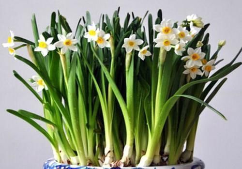 喜庆|8种花一到过年就开花,现在养正是好时候,花开灿烂、寓意吉祥