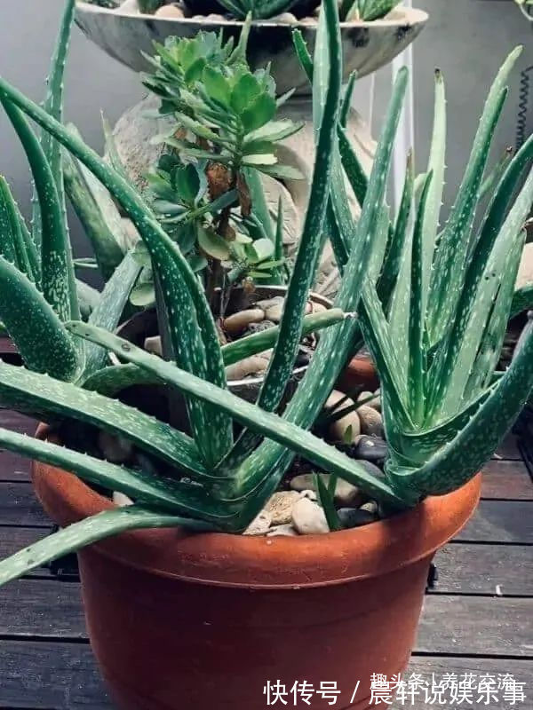 勤养鱼,懒养花,10种要粗养才长得好的室内盆栽