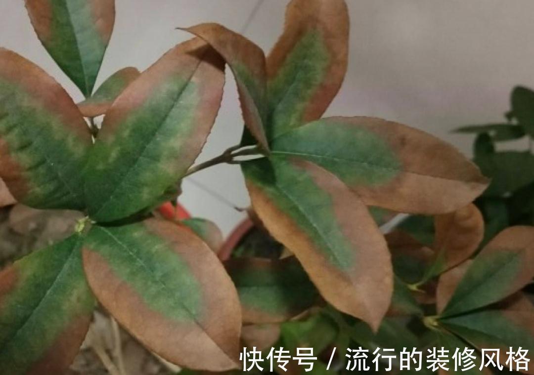 黄叶|养花“黑名单”实在太难养,心累