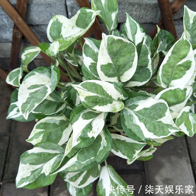 葛绿萝|绿萝品种真不少,数一数5-6种,个个高颜值,看看你养了几种