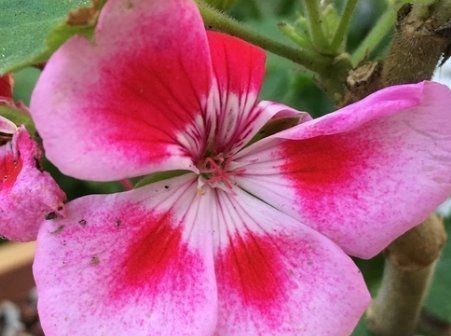 宛如|此花像是红色的小绣球,宛如羞涩的少女,象征着幸福就在身边