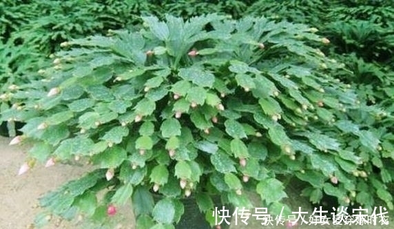 花芽|张大爷养花，喷1种水催花，3周冒100个花芽，阳台变花海