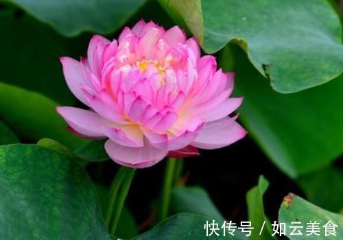 沙漠玫瑰|适合养在室内的5种花,给点阳光就灿烂,开花爆盆很简单,真漂亮