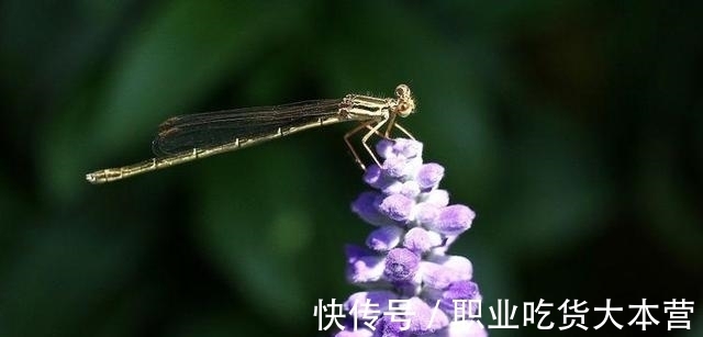 运势|7月27号起福星高照，运势红红火火，很快就能够策马奔腾的3星座！