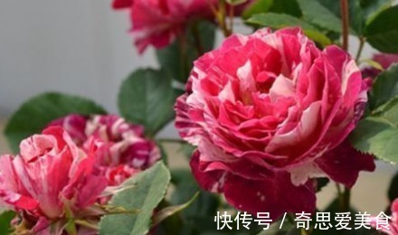 新手养花，不如养盆花中精品“苹果挞”，似粉黛佳人，赏心悦目