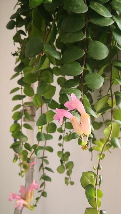 七种耐阴的开花植物,好养如绿萝,花期不短,适合室内、北阳台养!