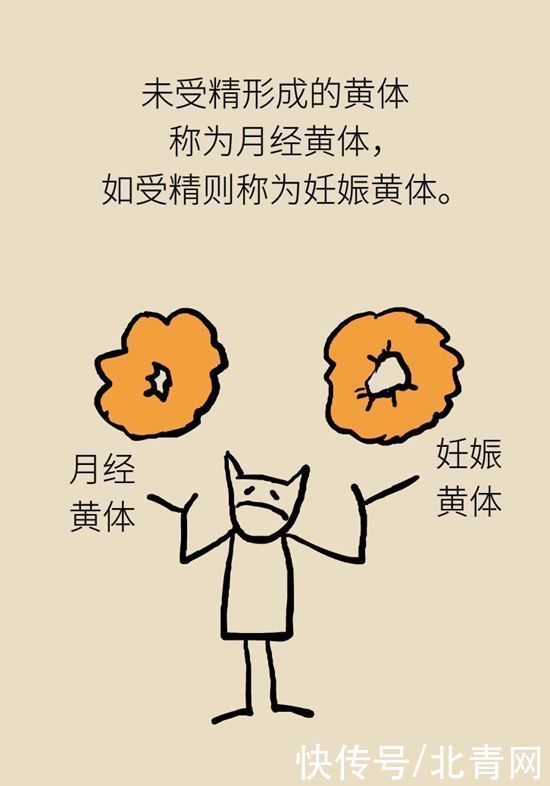 腹痛|这种腹痛常被误认宫外孕，背后诱因要牢记