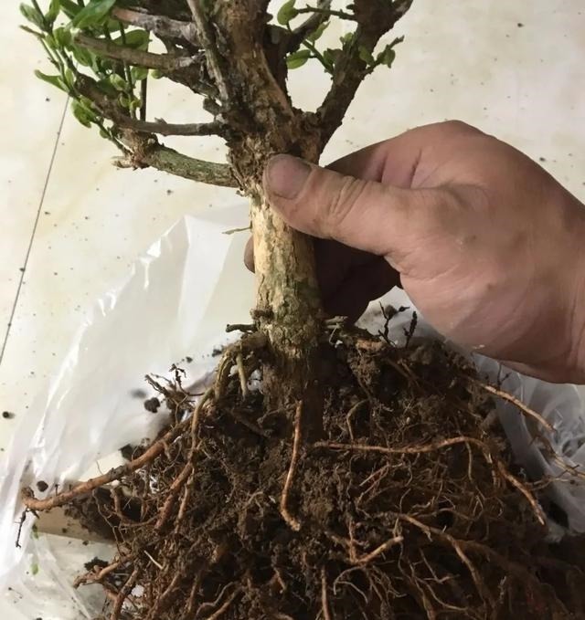 月季|3种花养在小盆里,2年变老桩,茎干粗壮开花香,1次能开50朵