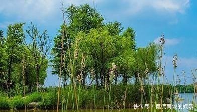 王安石|王安石晚年创作的一首诗,开篇就美不胜收,后两句更寄寓深远