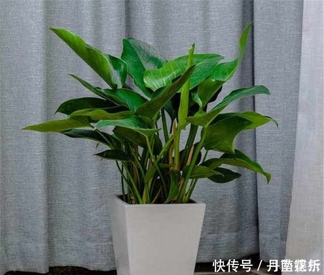 第一次养花,就养一盆“阳台精品”金钻,高大茂盛,珍贵独特